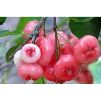 Rose Apple
