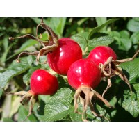 Rose Hip