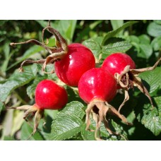 Rose Hip