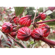 Roselle