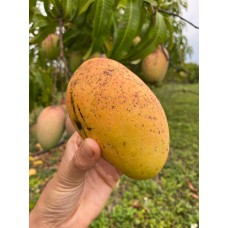 Rosigold Mango