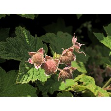 Rubus Parviflorus