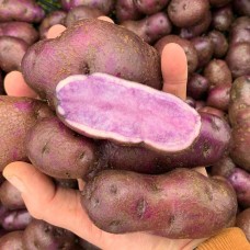 Russian Blue Potato
