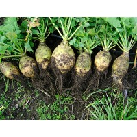 Rutabaga