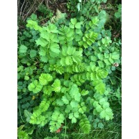 Salad Burnet