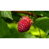 Salmonberry