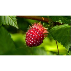 Salmonberry