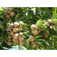 Sapodilla
