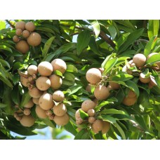 Sapodilla