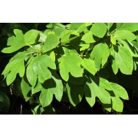 Sassafras Leaves