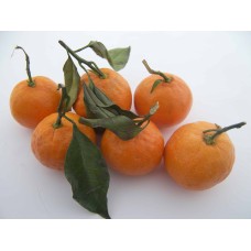 Satsuma