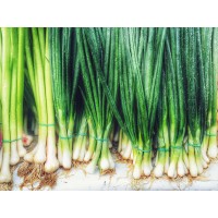 Scallion