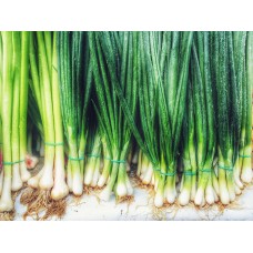 Scallion