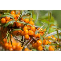 Sea Buckthorn