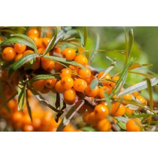 Sea Buckthorn