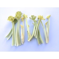 Sea Kale