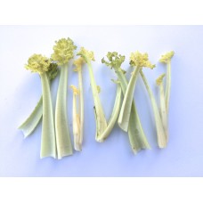 Sea Kale
