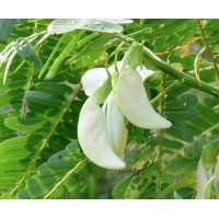 Sesbania Flower