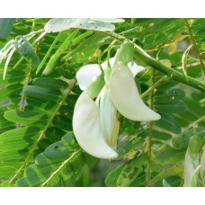 Sesbania Flower