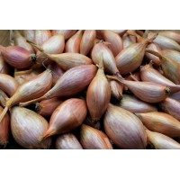 Shallot