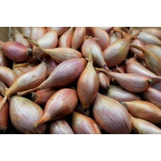 Shallot