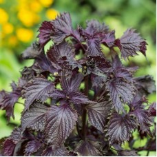 Shiso