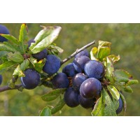Sloe