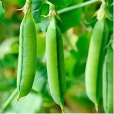 Snap Pea