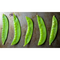 Snow Pea