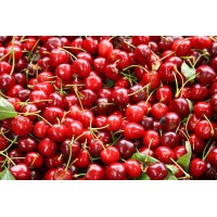 Sour Cherry