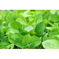 Soybean Leaves
