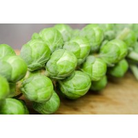 Sprouts