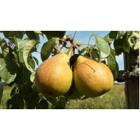 Stinking Bishop Pear