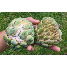 Sugar Apple