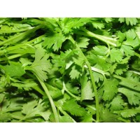 Summer Cilantro