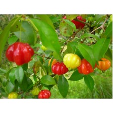 Surinam Cherry