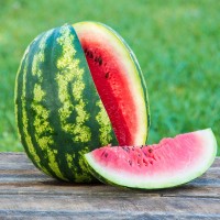 Sweet Dakota Rose Watermelon