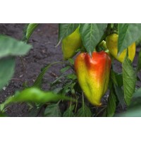 Sweet Pepper
