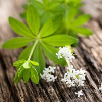 Sweet Woodruff