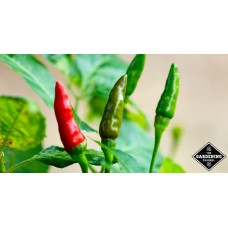 Tabasco Pepper