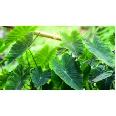 Taro Leaves