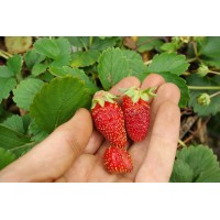 Tarpan Strawberry