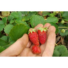 Tarpan Strawberry