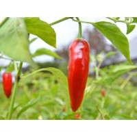 Thai Chili Pepper