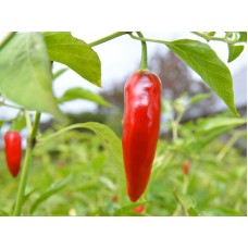 Thai Chili Pepper