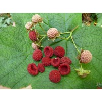 Thimbleberry