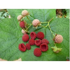 Thimbleberry