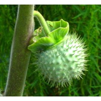 Thorn Apple