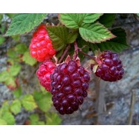 Thornless Loganberry