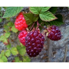 Thornless Loganberry